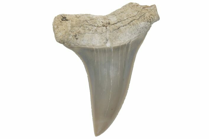 Fossil Mako Tooth - Lee Creek (Aurora), NC #220194